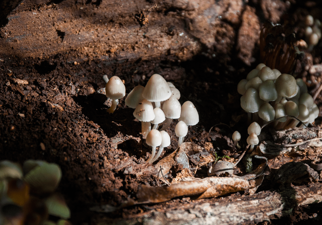 Mushrooms Growing in a Fallen Oak Tree