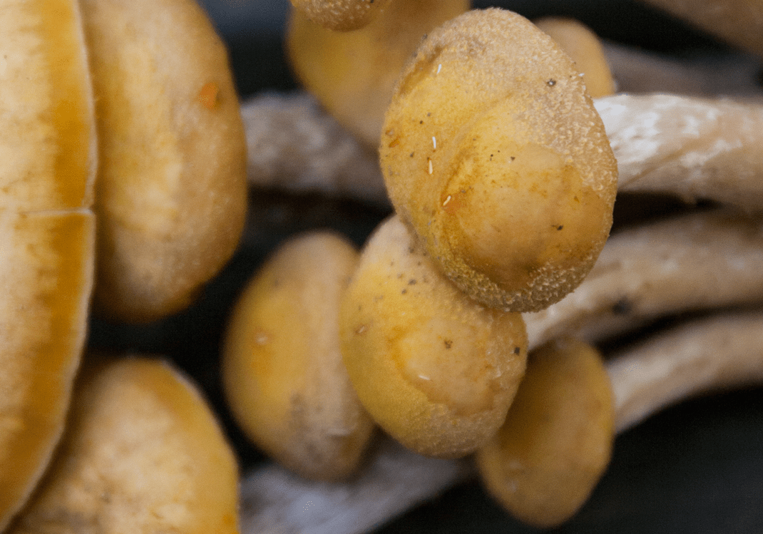 Ringless Honey Mushrooms