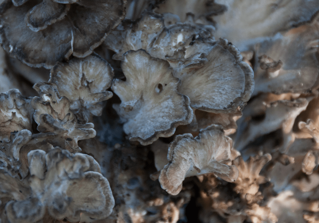 Hen of the Woods