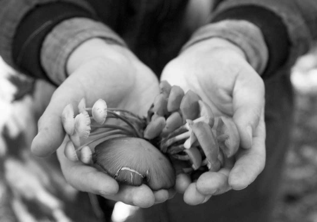 A Selection of Foraged Mushrooms