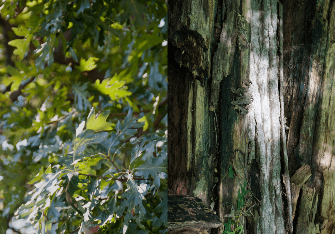 White Oak Leaves | White Oak Bark